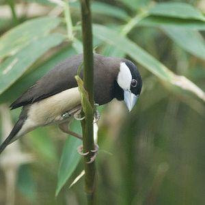 Timor sparrow at Chester