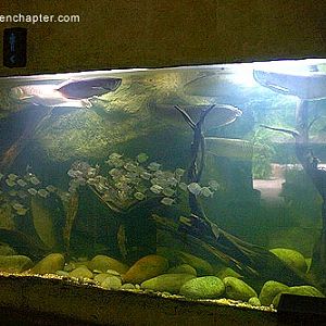 Arrowana tank, Night Safari