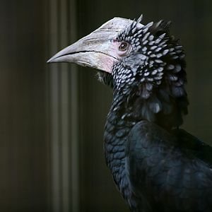 Silvery Cheeked Hornbill, Jurong Bird Park