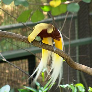 Lesser BoP, Jurong BirdPark
