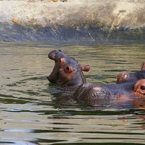 Baby hippo at Emmen Zoo