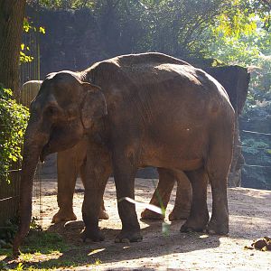 Indra at Burgers' Zoo