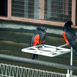 Pesquet's Parrots, Jurong BirdPark