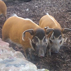 Red river hog at Chester zoo