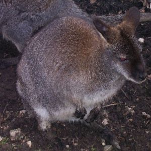 Bennet's wallaby