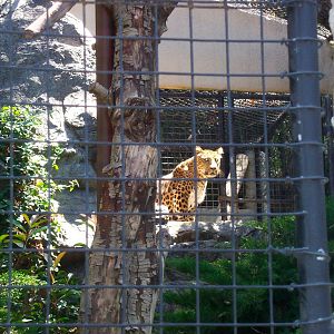 North Chinese leopard