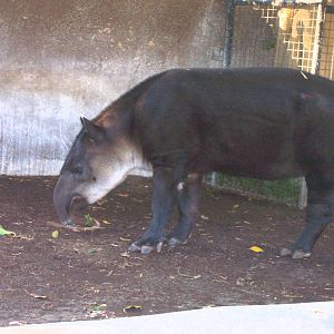 Baird's tapir