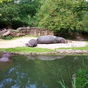 Basel Hippo Exhibit