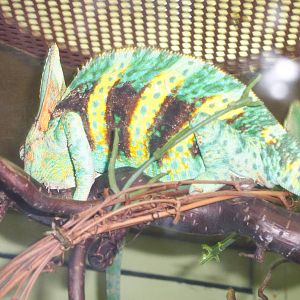 Veiled (I think?!?) Chameleon