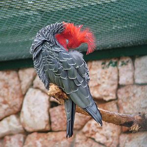 Gang-Gang Cockatoo (Callocephalon fimbriatum) at Walsrode