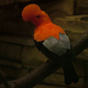 Andean Cock-of-the-Rock (Rupicola peruviana) at Walsrode