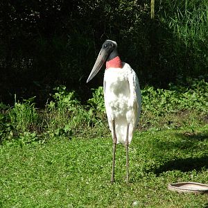 Jabiru (Jabiru mycteria) at Vogelpark Niendorf-Timmendorfer Strand