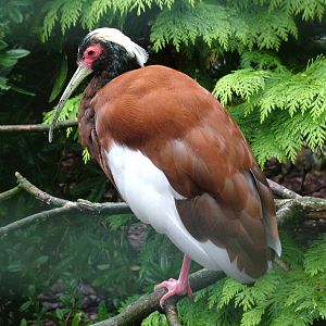 Madagascan Crested Ibis (Lophotibis cristata) at Walsrode