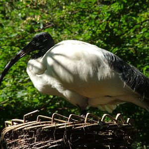 Blue-eyed Ibis (Threskiornis (aethiopicus) bernieri) at Walsrode
