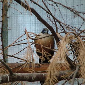Giant Coua (Coua gigas) off-show at Walsrode