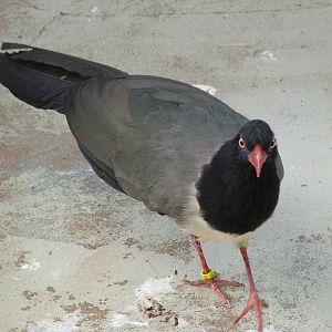 Coral-billed Ground Cuckoo (Carpococcyx renauldi) off-show at Walsrode