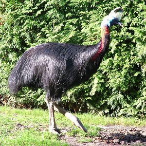 Single-wattled (Northern) Cassowary (Casuarius unappendiculatus) at Walsrod