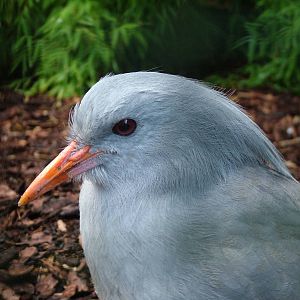 Kagu (Rhynochetos jubatus) at Walsrode