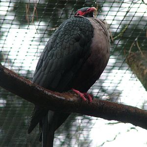 Papuan Mountain Pigeon (Gymnophaps albertisii) at Walsrode