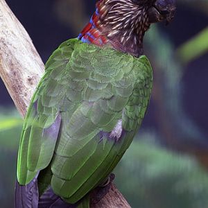 Hawk-headed Parrot, Jurong BirdPark