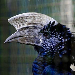 The male, Jurong BirdPark