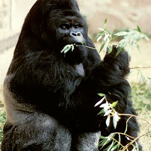 Mukisi at Chester Zoo
