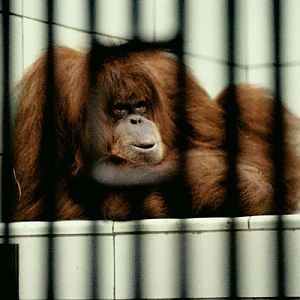 Sumatran Orang Utan, Anne
