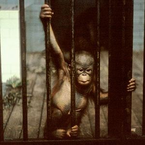 Bornean Orang Utan infant, Bristol ca.1972