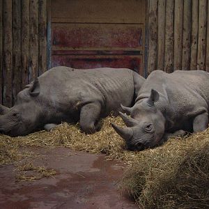 Rhinos at Chester Zoo