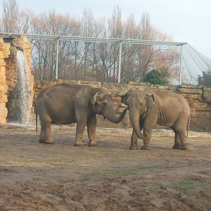 Elephants at Chester Zoo