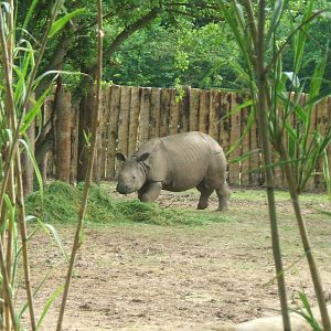 Indian Rhino (Patna) at Chester Zoo