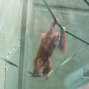 Orang Utan at Chester Zoo