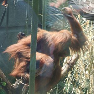 Orang Utan at Chester Zoo