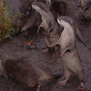 Otters at Chester Zoo