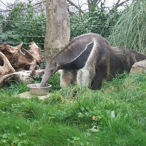 Giant Anteater at London Zoo