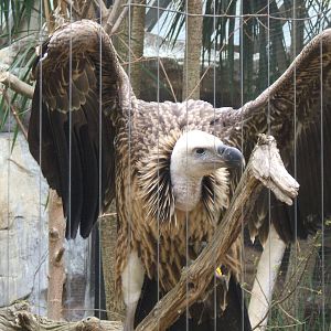 Vulture at London Zoo