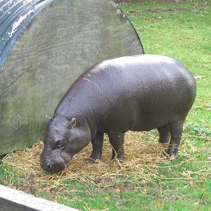 Pygmy Hippo at Whipsnade