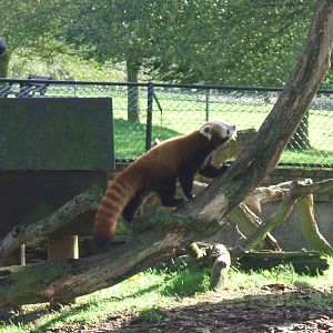Red Panda at Whipsnade