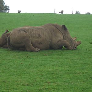 White Rhinos at Whipsnade