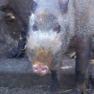 Bearded pig