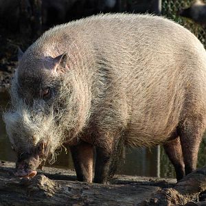 Bearded pig