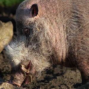 Bearded pig ( Note tusks)