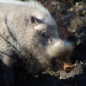 Bearded Pig