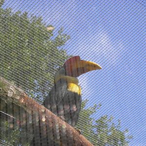 Wrinkled hornbill