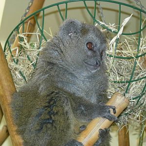 Aloatran Gentle lemur