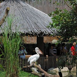 African Wetlands, Jurong BirdPark