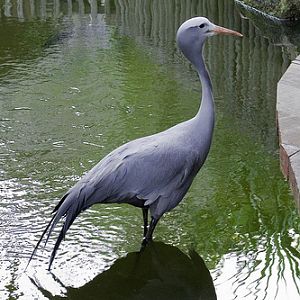 Blue Crane, Jurong BirdPark