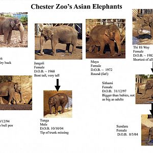 Chester's Elephant herd