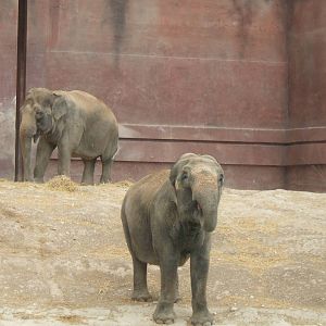 Elephants at Terra Natura