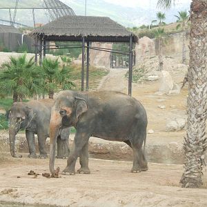 Elephants at Terra Natura